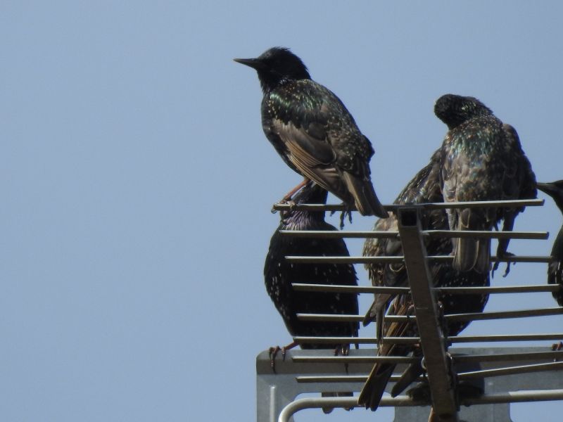 Bird Control Service