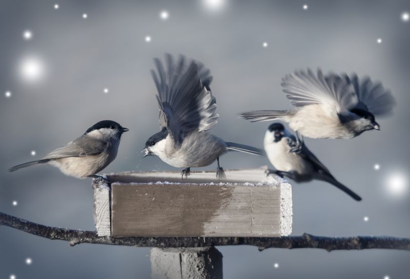 Bird Control Service detail